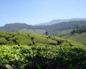 Munnar tea gardens